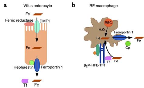 JCI - Ferroportin mutation in autosomal dominant hemochromatosis: loss of function, gain in ...