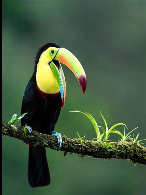 Talking Toucan | Pet birds, Cute animals, Pretty birds