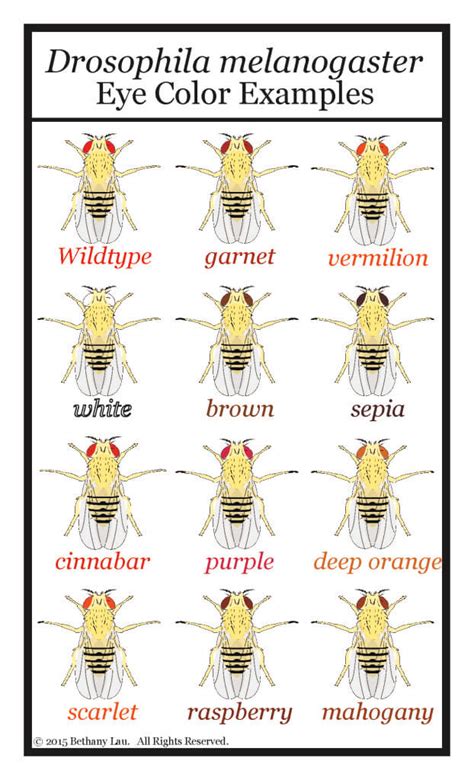 The Marvelous Drosophila: Exciting World of Fruit Fly Genetics - Science and Math with Mrs. Lau