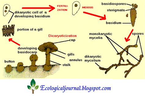 Reproduction of Deuteromycetes