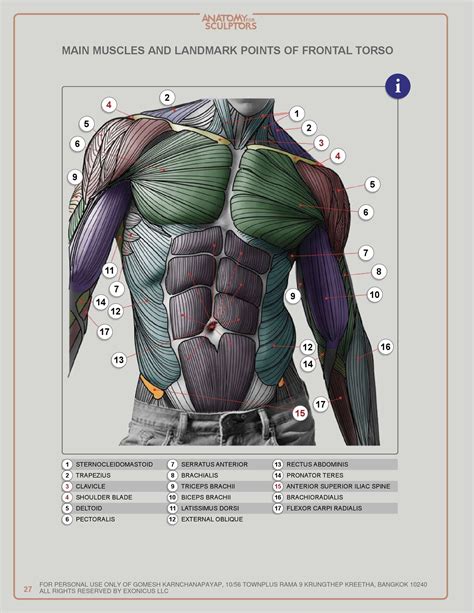 Anatomy For Sculptors Pdf - ANATOMY