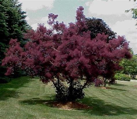 purplesmoketree