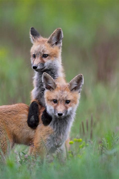 Red Fox (Vulpes vulpes) pups playing, … – Bild kaufen – 71007218 lookphotos