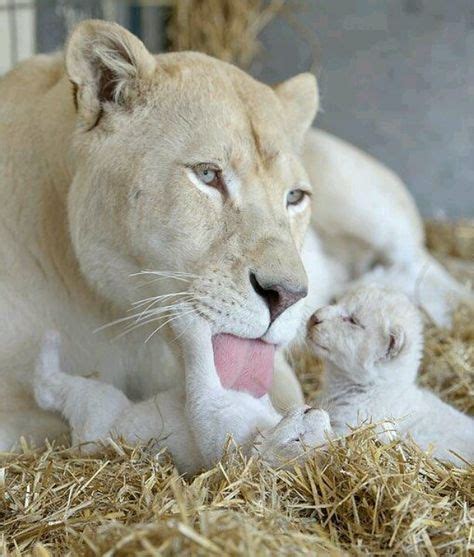 Rare albino lioness & her cubs | Animals beautiful, Animals, Cute animals