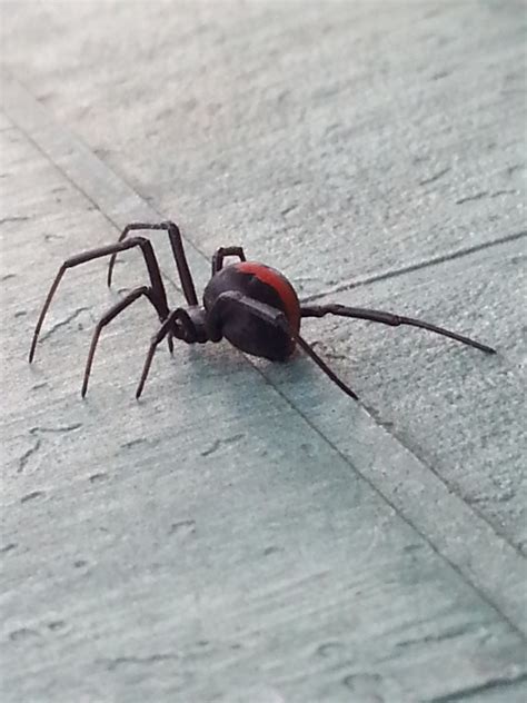 Redback Spider Bite: My Symptoms and Treatment - Patient's Lounge