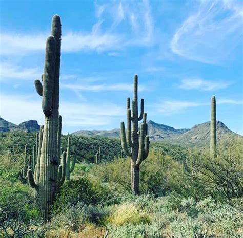 What Living in the Sonoran Desert Taught Me About Life | by Victoria ...