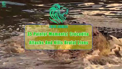 35 Painful Moments! Crocodile Attacks And Kills Brutal Lions Wild ...