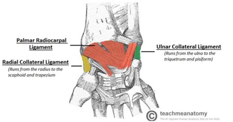 UNIT III: Arthrology (distal forearm/wrist) Flashcards | Quizlet