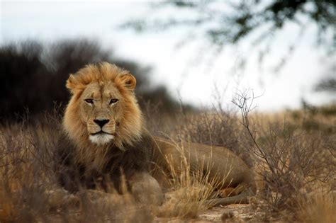 Walk with the lions at the Lion Park In South Africa