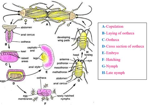 Cockroach Reproductive System