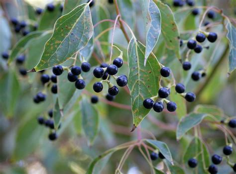 A photo, A thought............: Plant: Camphor tree leaves and fruits......