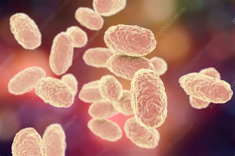 Whooping cough bacteria, illustration - Stock Image - F018/2200 - Science Photo Library