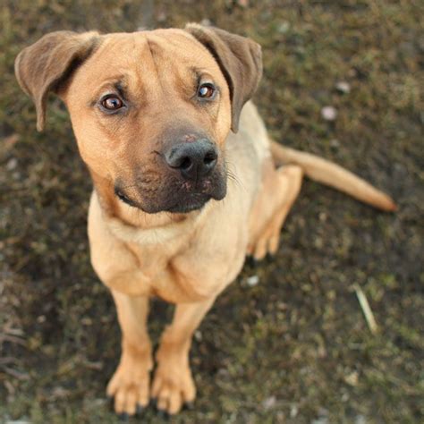 Red Nose Pitbull Mixed With Boxer | puppiesgallery.xyz | Shepherd mix ...