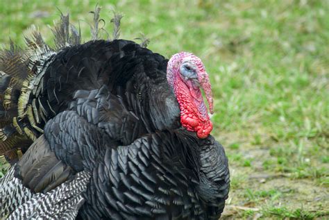 Free Stock Photo 1442-Domestic farm turkey | freeimageslive