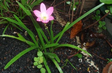 Zephyranthes rosea