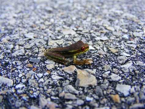 Free Images : amphibian, True frog, organism, leaf, adaptation, eye ...