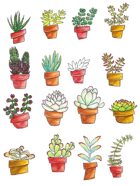 Ideas Plants Aesthetic Sticker Succulents Drawing Succulent | My XXX ...