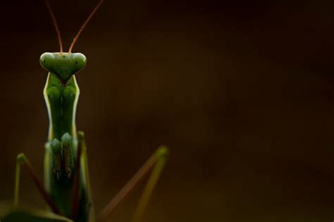 Praying Mantis Closeup Images – Browse 36,520 Stock Photos, Vectors, and Video | Adobe Stock