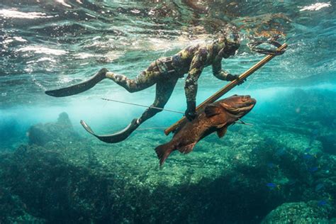 Master the Art of Shallow Water Spearfishing