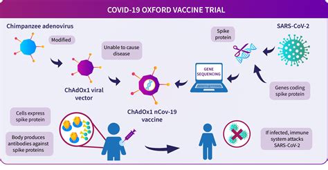 About the Oxford COVID-19 vaccine | Research | University of Oxford