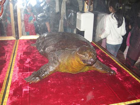 Hoan Kiem Turtle Facts and Pictures