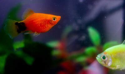 Glofish Tetra Care Guide | Diet, Habitat, Breeding, Accessories