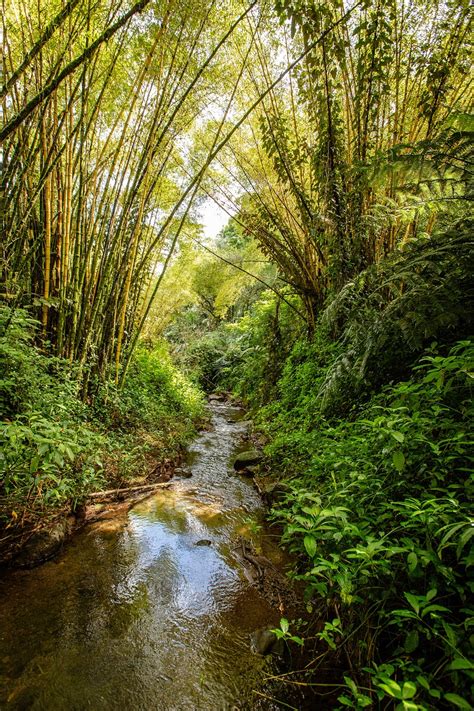 Hawaii Palm Trees Foliage - Free photo on Pixabay - Pixabay