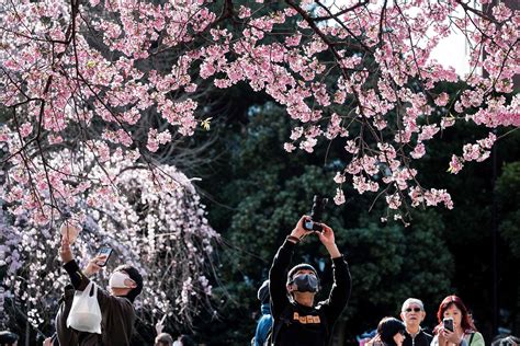 Tokyo welcomes record early start to cherry blossom season | Daily Sabah