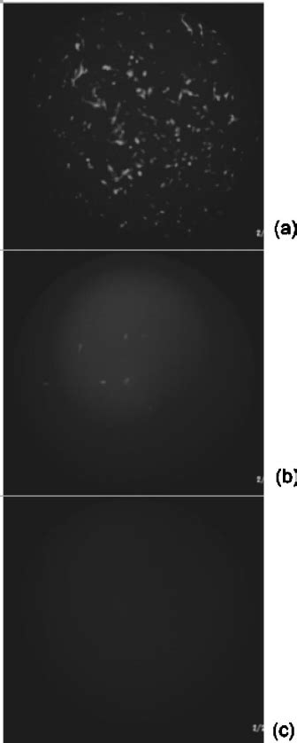 Transfection results observed by fluorescent microscopy: ͑ a ͒ high... | Download Scientific Diagram