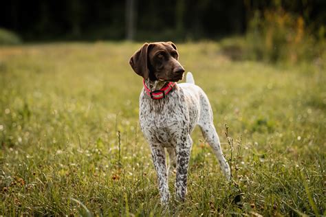 Dog Breed Highlight: German Shorthaired Pointer — Sportsman's Pride