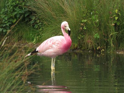 Andean Flamingo | Flamingo, Childrens illustrations, Slimbridge