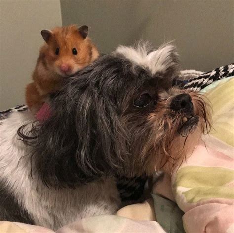 My dog loved my hamster : r/rarepuppers