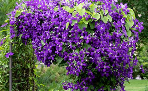 Dammann's Garden Company – Vibrant Vines: Climbing Plants for the Garden & Landscape