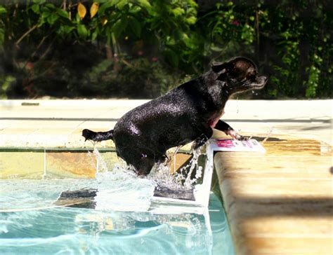 PoolPup Pool Steps for Dogs | Dog Accessories at GlamourMutt