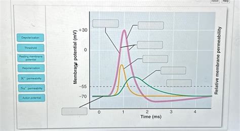 Solved Depolarization Threshold Resting membrane potential | Chegg.com