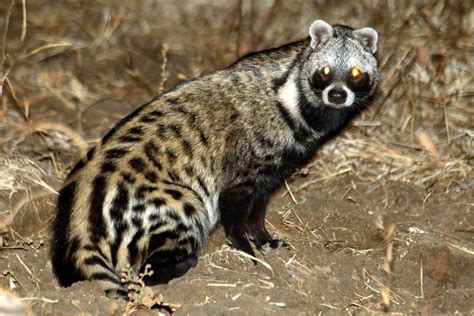 Civet wallpapers, Animal, HQ Civet pictures | 4K Wallpapers 2019