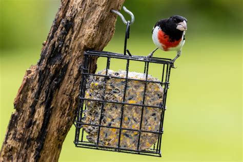 Bird Suet Recipe Shortening | Dandk Organizer