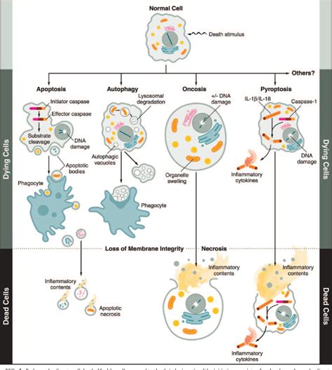 Cell Membrane Permeability | Semantic Scholar