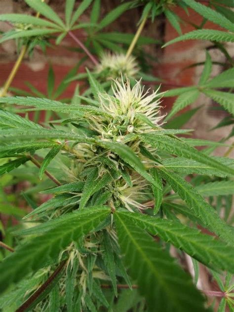 Cannabis sativa L., Cannabis (World flora) - Pl@ntNet identify