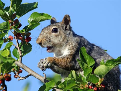 Squirrel Proofing Fruit Trees - How To Keep A Squirrel Out Of Fruit Trees | Gardening Know How