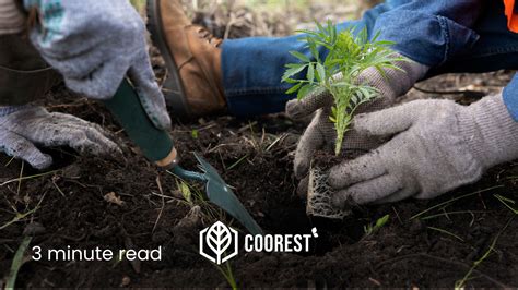 The Benefits of Being a Carbon Capture Project in the Coorest Ecosystem - Coorest