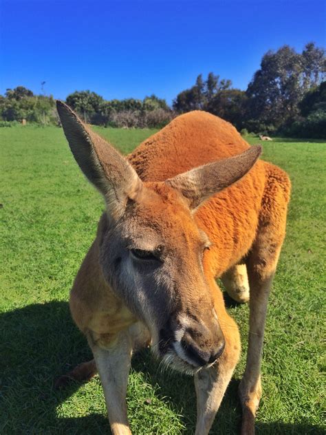 Phillip Island Wildlife Park Tours - Book Now | Expedia