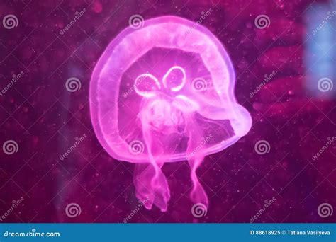 Jellyfish in Bright Neon Light in the Aquarium Stock Image - Image of fish, blue: 88618925