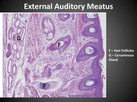 External Auditory Meatus Histology