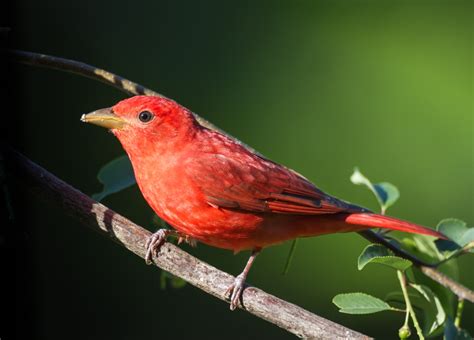 Garden Birds – Summer Tanager | Roads End Naturalist