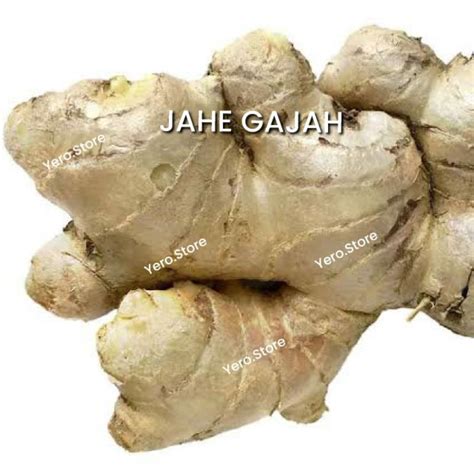 Jual Jahe Gajah Super 1kg - rempah repah dapur | Shopee Indonesia