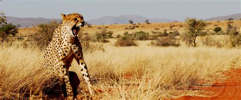 Madikwe & The Kalahari - Luxury Safari Company