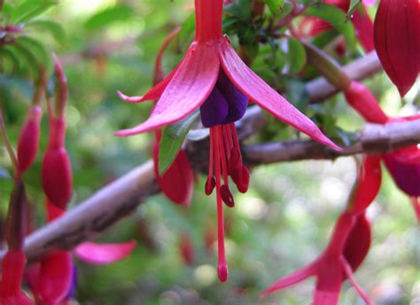 Flora endemica :: Biodiversidad-de-flora-y-fauna-de-mexico-grupo5