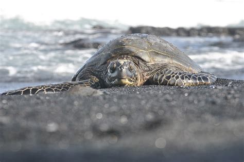 Download free photo of Sea turtle,hawaii,black,sand,beach - from ...