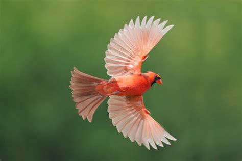 Flying Cardinal Bird Outline